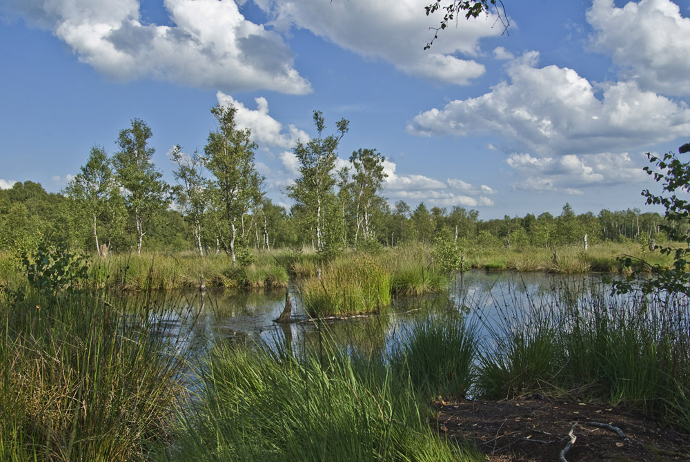 Moorsee