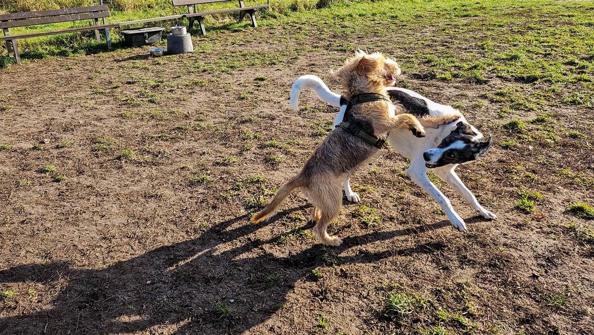 spielen