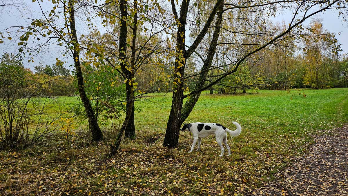 schnüffeln