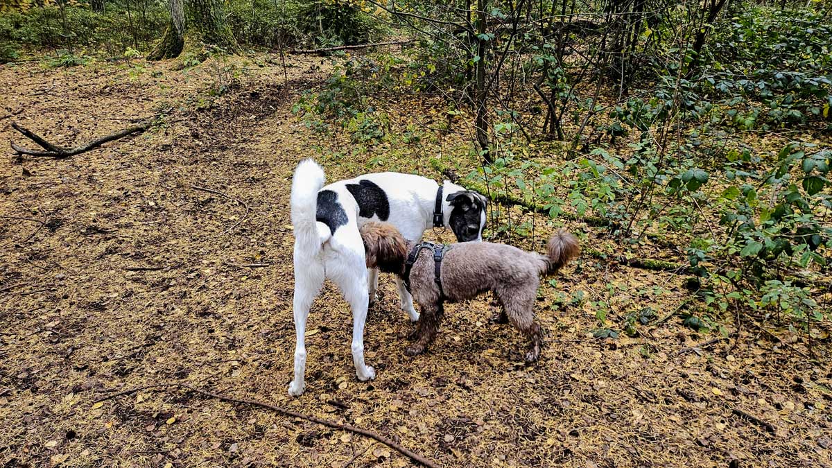 Spielen
